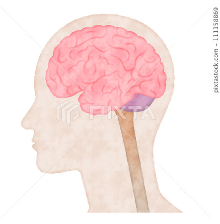 人體大腦橫切面,水彩風格向量圖 人體大腦橫切面,水彩風格向量圖 111158869