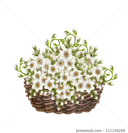 Watercolor bouquet of white primroses - forget-me-not flowers in a wicker basket for Easter, wedding, Women's Day, Valentine's Day, birthday, Mother's Day, Father's Day, spring and summer bouquets 111159289