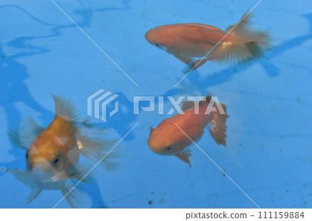 金魚、土佐金、葛飾區金魚展示館 金魚、土佐金、葛飾區金魚展示館 111159884