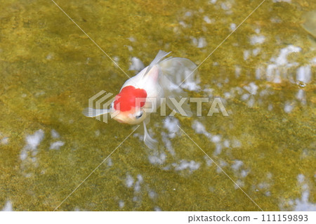 Goldfish, Oranda Shishigashira, Katsushika Ward Goldfish Exhibition Hall Goldfish, Oranda Shishigashira, Katsushika Ward Goldfish Exhibition Hall 111159893