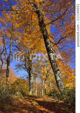 Beech forest Beech forest 111160052
