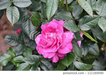 Rose "Into League" 111160090