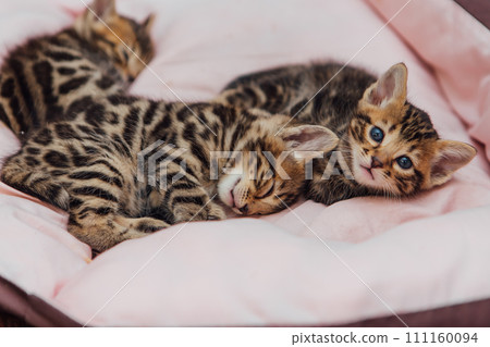 Close-up little bengal kittens on the cat's pillow 111160094