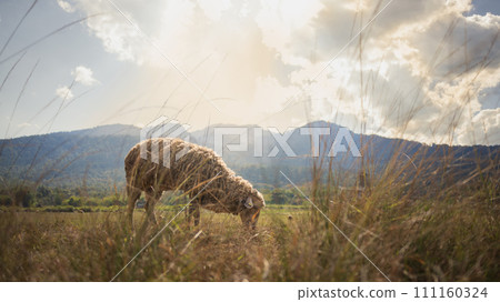 Dheep grazing on meadow with beautiful mountain landscape view during sunrise Dheep grazing on meadow with beautiful mountain landscape view during sunrise 111160324