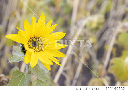 Out-of-season sunflowers that bloom in winter Out-of-season sunflowers that bloom in winter 111160532