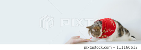 chinese new year concept with scottish cat wear red traditional china clothing with white background 111160612