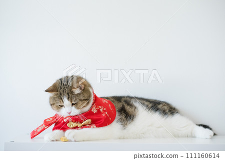 chinese new year concept with scottish cat wear red traditional china clothing with white background chinese new year concept with scottish cat wear red traditional china clothing with white background 111160614