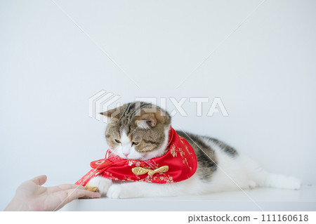 chinese new year concept with scottish cat wear red traditional china clothing with white background 111160618