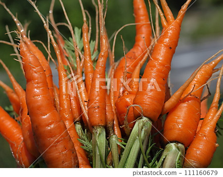 Harvested irregular carrots Harvested irregular carrots 111160679