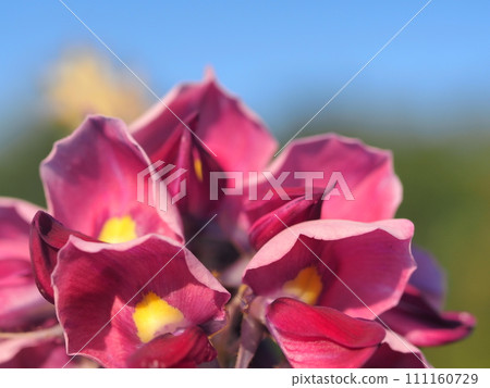 Up of kudzu flower Up of kudzu flower 111160729