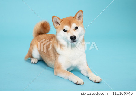 柴犬臉朝下躺著,面向我 柴犬臉朝下躺著,面向我 111160749