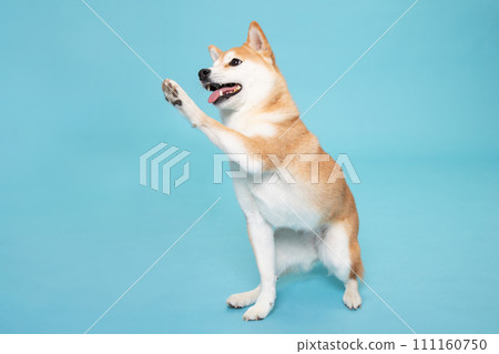 Shiba Inu touching 111160750