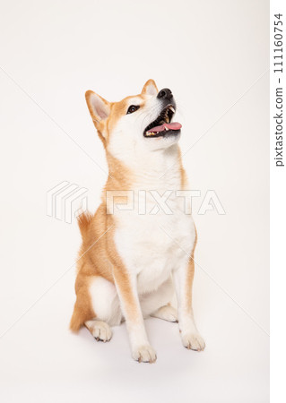 柴犬坐著抬頭看 111160754