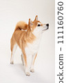 柴犬站著，看著旁邊 111160760