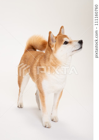 柴犬站著，看著旁邊 111160760