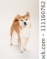 柴犬站著看著我 111160762