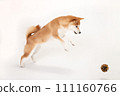 Shiba Inu跳 111160766