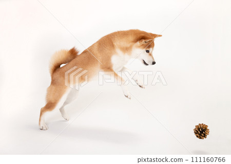 Shiba Inu跳 111160766