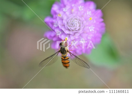 一隻食蚜蠅棲息在百日菊草上 111160811