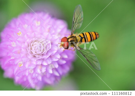 A hoverfly perched on a zinnia grass 111160812