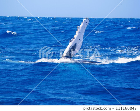 Humpback Whale Pex Wrap Humpback Whale Pex Wrap 111160842