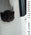 可愛的小貓 111160893