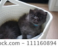 兄弟小貓 111160894
