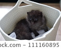 兄弟小貓 111160895
