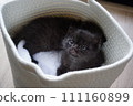 兄弟小貓 111160899