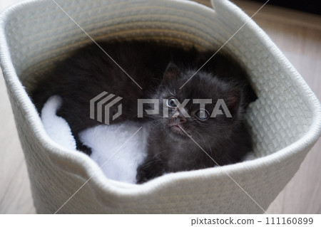 兄弟小貓 111160899