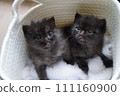 兄弟小貓 111160900