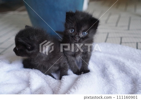 兄弟小貓 111160901