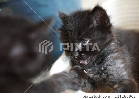 小貓和兄弟姊妹一起玩耍 111160902