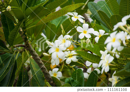 White Frangipani flower Plumeria alba with green leaves White Frangipani flower Plumeria alba with green leaves 111161108