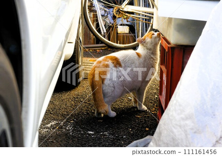 cat sniffing cat sniffing 111161456