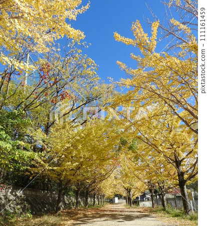 銀杏Namiki公園 銀杏Namiki公園 111161459