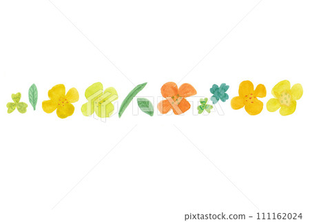 Illustration of horizontal rape blossoms, leaves, four leaves, and three leaves drawn with transparent watercolors Illustration of horizontal rape blossoms, leaves, four leaves, and three leaves drawn with transparent watercolors 111162024