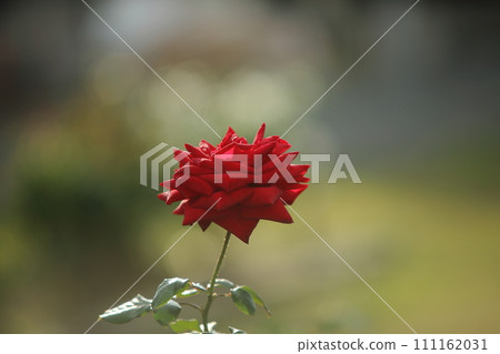 荒尾市少女公民花壇玫瑰花, 荒尾市少女公民花壇玫瑰花, 111162031