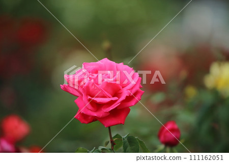 Arao City Ominous Citizen Flower Bed Rose Flower, 111162051