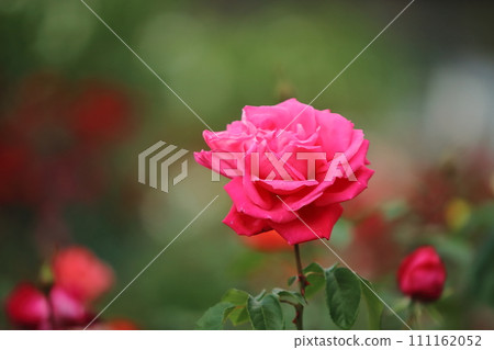 Arao City Ominous Citizen Flower Bed Rose Flower, 111162052