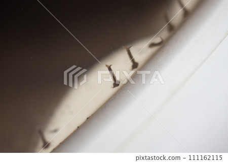 Mosquito larvae in stagnant water close up 111162115