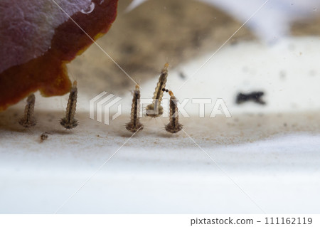 Mosquito larvae in stagnant water close up Mosquito larvae in stagnant water close up 111162119