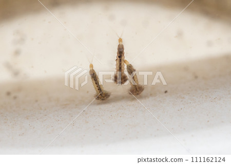 Mosquito larvae in stagnant water close up Mosquito larvae in stagnant water close up 111162124