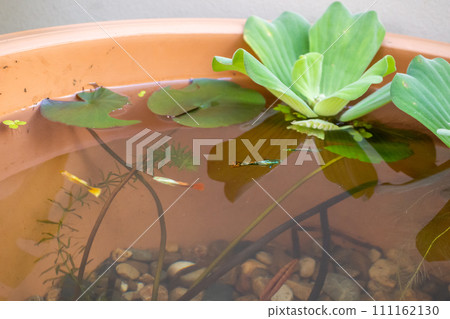 guppy fish in the lotus pond 111162130