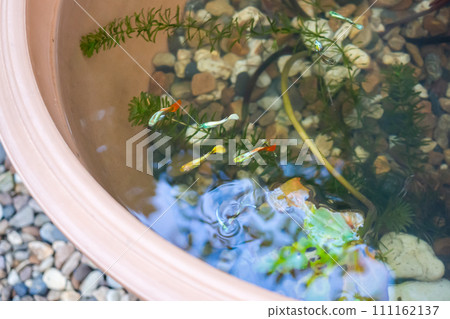 guppy fish in the lotus pond 111162137