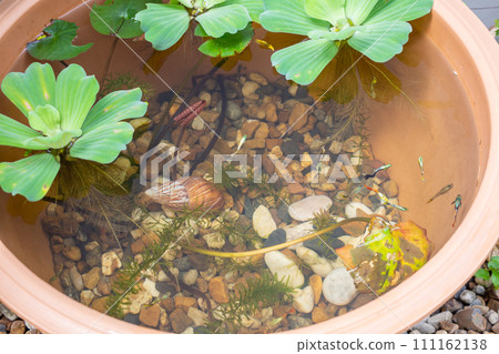 guppy fish in the small lotus pond 111162138