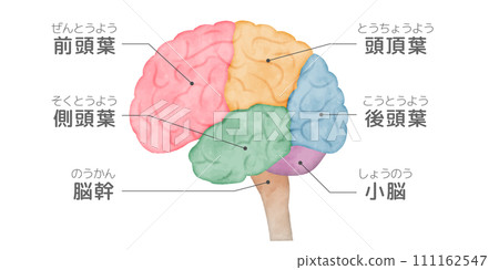 從側面看人腦的插圖，側視圖，顏色編碼的大腦，大腦的部分，解釋，名稱，水彩風格插圖 111162547