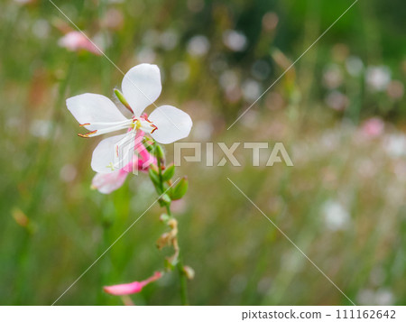 加烏拉的特寫 加烏拉的特寫 111162642