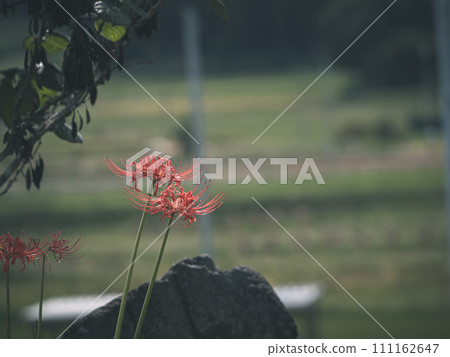 Photographing Higanbana on a mat Photographing Higanbana on a mat 111162647