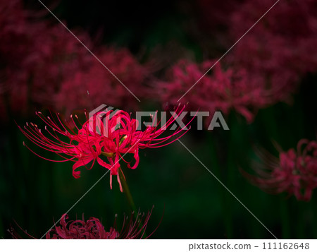 緋紅彼岸花 緋紅彼岸花 111162648